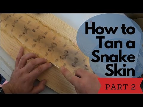 How To: Tan Reptile (Snake) Skins for Beginners! (PART 2)