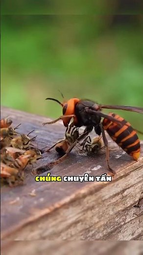Don't make the mistake of catching a giant hornet 😱