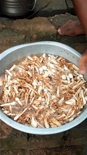 wild mushroom