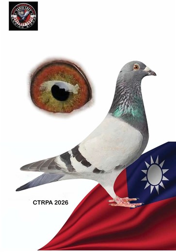 Create Pigeon ID: Step-by-Step Photoshop Mobile Tutorial