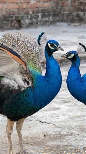 Playing and eating peacock #birds #shortvideo #peacock