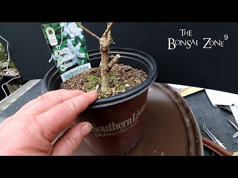 Repotting My Cotoneaster and Gardenia, Part 2, The Bonsai Zone, March 2022