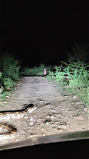 5.8K views · 25 reactions | Big python crossing road #python #snake #anaconda | After Dark Horror | Facebook