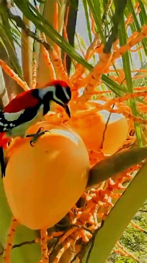 1.5K views | শরীর চড়া তাই ডাবের পানি ছাড়া হয় না | Mohammad Abdul Momin | Facebook