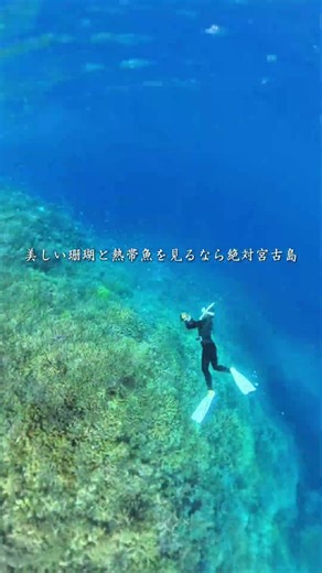 鹿児島の隣の県がヤバい...日本一美しい珊瑚と熱帯魚🐠🪸船でしか渡れたい幻の海🏝️