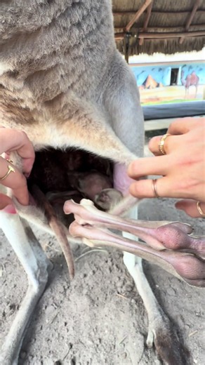 It might look scary.. but it’s also soooooo freaking CUTE! Baby kangaroo just chilling in moms pouch