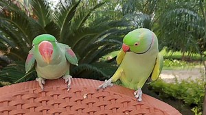 14K views · 879 reactions | Amazing Dancing and Talking Parrots Ringneck Parrot Feeding Alexandrine Parrot | Parrot Paradise | Facebook
