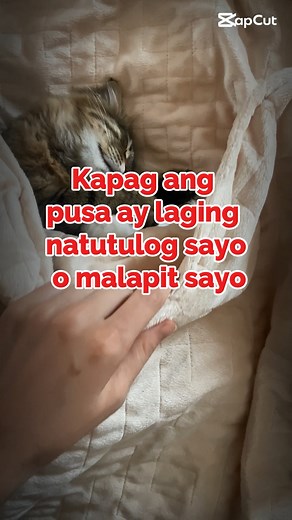 12K views · 101 reactions | Ang Pusa pala ay nag bibigay ng Positive energy #highlightseveryone #fypシ゚ #follower #cat | Tagalog Pure Jokes | Facebook