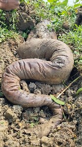 24M views · 124K reactions | Amazing Dry fish catching Techniques Village areas. Best fish finding. Viral video. #reel #best #videi #fishing | Fisherman Animal Lover-Original | Facebook