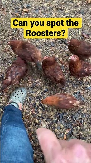 Are Rhode Island Red Roosters AGGRESSIVE?