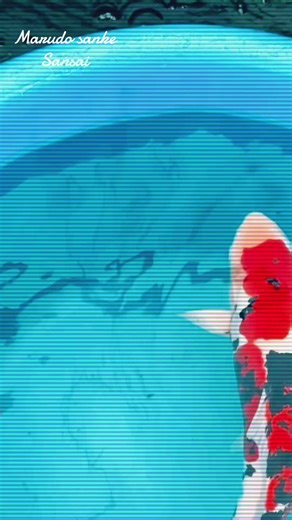 Matthew Savage769 (@matthewsavage769)’s videos with Here Fishie Fishie - ABC Kids