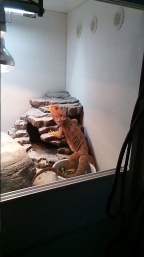 Day 1 of recording my lizards until I get 100 subs