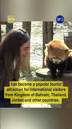 Cuteness overload! Red pandas steal the spotlight this Chinese New Year
