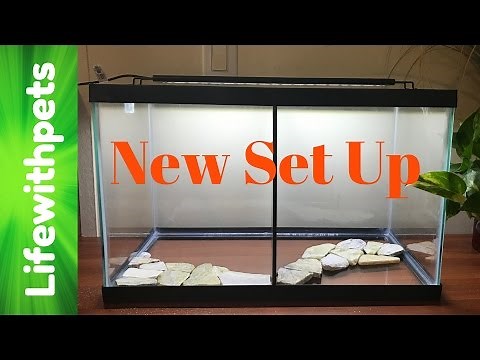 How to Set up a Divided Betta Fish Tank (In Depth)
