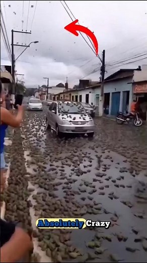 It’s Raining Frogs in Brazil! 🐸🌧️