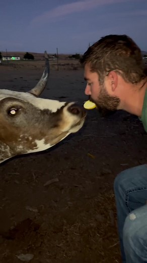 A little bonding over an evening snack. #texaslonghorn #farmlife #wereweirdos