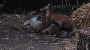 26K views · 10K reactions | Fox cubs playing as the light was fading in the urban garden. I filmed this from my hide. Thanks for your support. | Fox N The City | Facebook