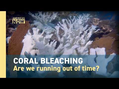 The coral reef crisis: bleaching, collapse, and the race to build heat-tolerant reefs