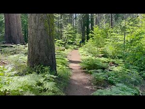 Giant sequoias (Sequoiadendron giganteum) on Soldiers Hill Trail, Sequoia National Park, California