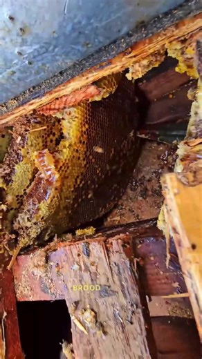 Massive beehive hidden in this roof—see the removal up close