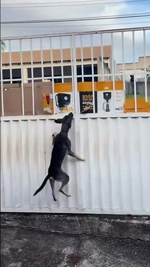 Quer fugir pra rua😂😂🐶