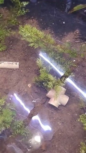 NEWT TANK looks like we need more worms