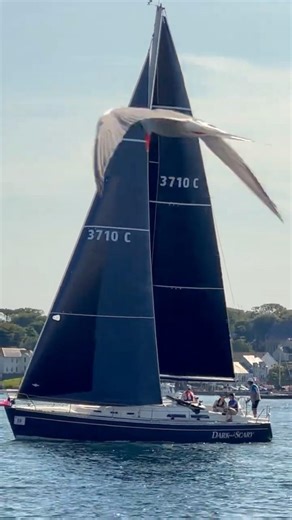 This Bird is Faster Than Me #racing #animals #shorts