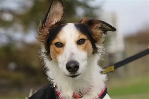 Nine gorgeous rescue pups searching for new homes for Christmas at Leeds Dogs Trust