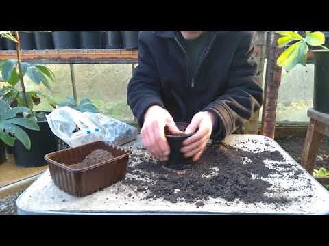 How to grow tree peonys from seed part 2