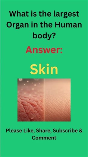 What is the largest Organ in the Human body..?