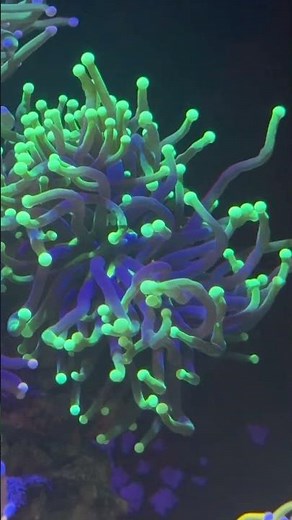 Premium Torch Coral Collection | LPS Reef Showcase #torchcoral #Euphillia #coral #aquarium #reef