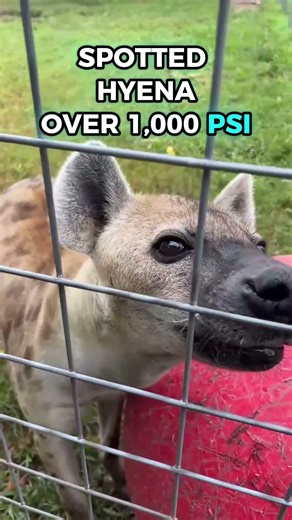 TOP 5 ANIMALS WITH THE STRONGEST BITE FORCE 💀🔥🦛