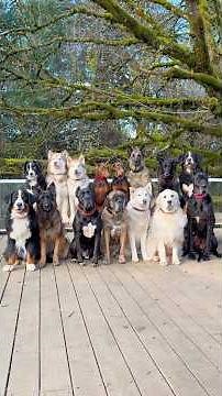 Happy Holidays from our pack ❤️