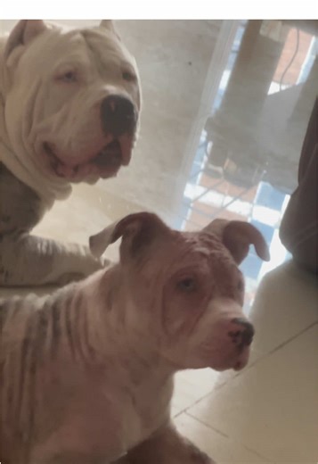 တာဝန်အရတော့ ဟောင်ပေးပါတယ် ထိုင်ရာမထဘဲ အသံလာရာနဲ့ လွဲဟောင်တာလေးတစ်ခုပါဘဲ မေမေ့သားကြီးက တာဝန်ကျေပါတယ် 😆 ကလေးကတောင် အသံလာရာ ဘက်မှန်သေးတယ် ကြည့်တဲ့ဘက် 😖 #view #fypシ゚viral #fyp #fypmyanmar #myanmartiktok🇲🇲🇲🇲