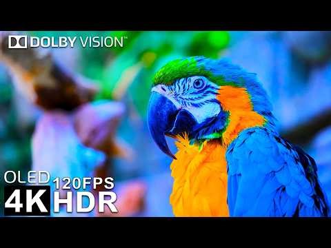 Experience Pure Visual Magic ✨ | 4K HDR 60FPS Dolby Vision