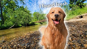 3.7M views · 98K reactions | My Dog Loves Swimming in the River | Tucker Budzyn | Facebook