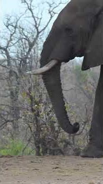 Elephants Take Over the Waterhole | Loud Trumpeting and dust clouds in the Dry Season