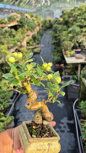 루비산사 열매 풍년^^~~ #smile_bonsai_auction # #koreabonsai #山査子 #サンザシ #Mountain_Hawthorn