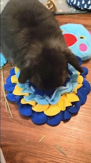 Rabbit Tries the Snuffle Tweetz Mat! #rabbitshorts #shortsvideo