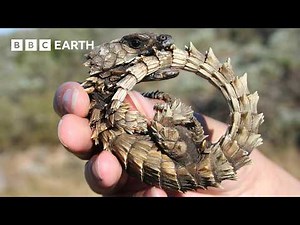 This is Why Lizards Sunbathe | Life in Cold Blood | BBC Earth