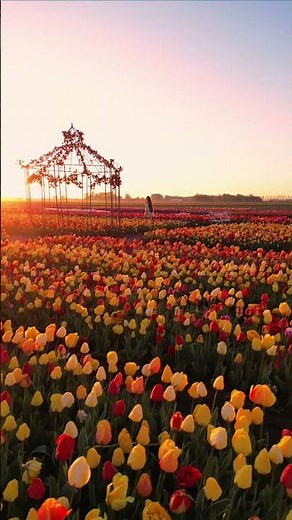 This is NOT just a random field in the Netherlands😍🇳🇱🌷 (Tulip experience Amsterdam)