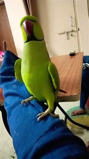 Talking Ringneck Parrot Said “Mithu” 🤯🔥 green parrot | #shorts #trending #talkingparot #birds