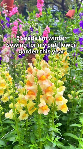 5 cut flower seeds I’m winter sowing this year 🌸 Winter sowing isn’t about doing everything — it’s about choosing the right seeds that actually benefit from the cold. These are the five I’m starting for my cut flower garden: 🌸Sweet peas – Cold hardy and stronger when they experience winter temps. Early sowing = longer bloom season. 🌸Larkspur – One of the best performers from winter sowing. Cold exposure helps with germination. 🌸Snapdragons – Slow to start indoors but thrive with a natural wi