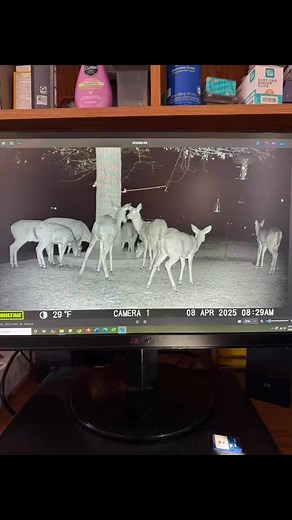 2K views · 19 reactions | W/E: 4/12/25. Trail Cam Pictures. Yea! Spring is here and the animals made it in great shape! | D&R Processing - Wild game processing | Facebook