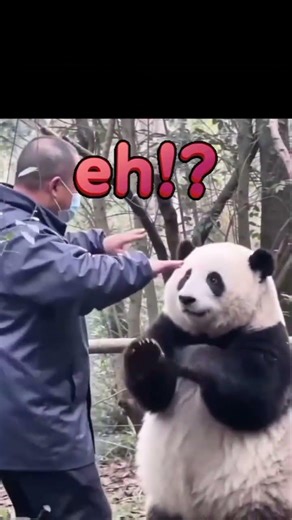 Cute Animals on Earth ³ #shortsfeed #funny #helpmemakethismakesense