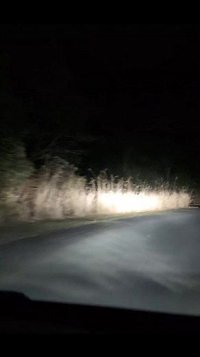 僕らは鹿ちゃんでした: 名前と謎