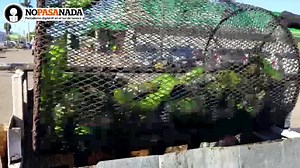 Vive de la venta de Chile Tatemado Miguel Ángel Carranco Barrón, es un Soldador Industrial, que por cuestiones laborales ha tenido que realizar este negocio de vender Chiles Tatemados... NOTA COMPLETA 👉 https://bit.ly/3orSfCQ #Navojoa #Chile #ChileTatemado #Venta | No Pasa Nada