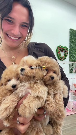 Adorable Maltipoos Available in Florida!