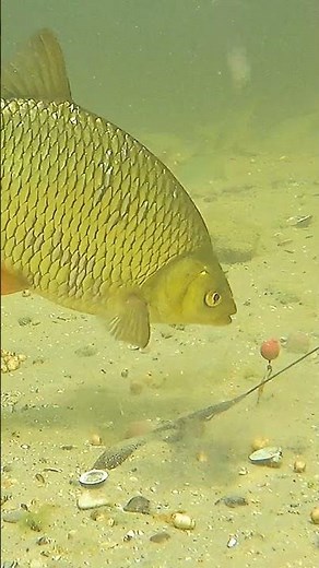 Do you get bothered by small fish?