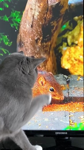 Cute cat to spirit in the sky #cats #cute